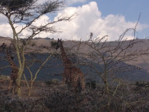 Acacia tree & giraffe_1445